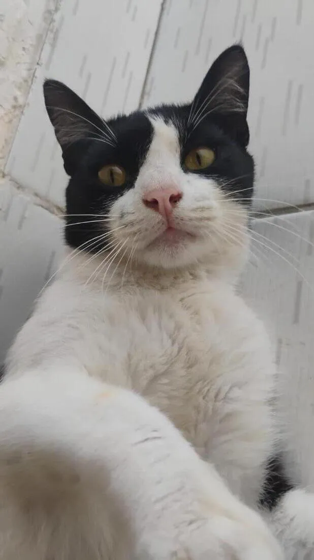 Gato raça SRD-ViraLata idade 7 a 11 meses nome Cofre