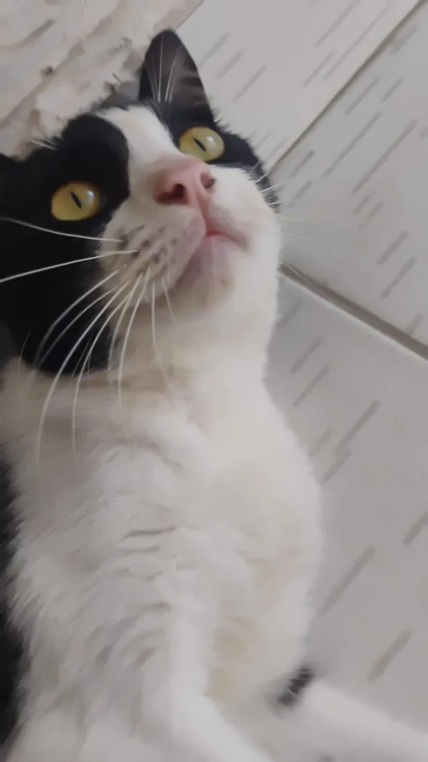 Gato raça SRD-ViraLata idade 7 a 11 meses nome Cofre