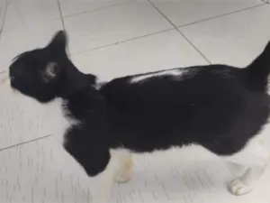 Gato raça SRD-ViraLata idade 7 a 11 meses nome Cofre