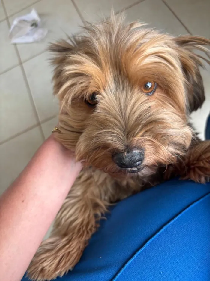 Cachorro raça SRD-ViraLata idade 3 anos nome Frederico 