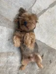 Frederico 