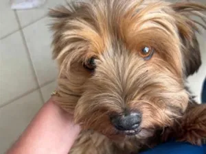 Cachorro raça SRD-ViraLata idade 3 anos nome Frederico 