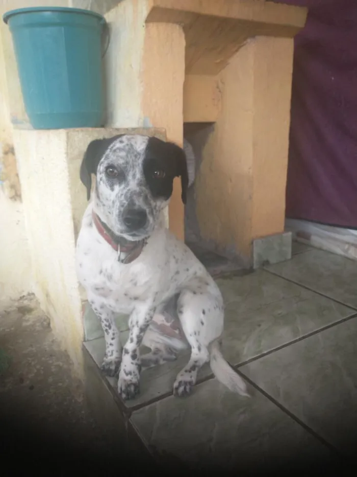Cachorro raça SRD-ViraLata idade 1 ano nome lila