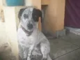 lila