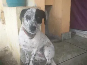Cachorro raça SRD-ViraLata idade 1 ano nome lila