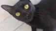 Preta