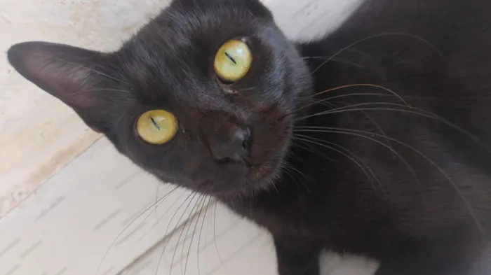 Gato raça SRD-ViraLata idade 7 a 11 meses nome Preta