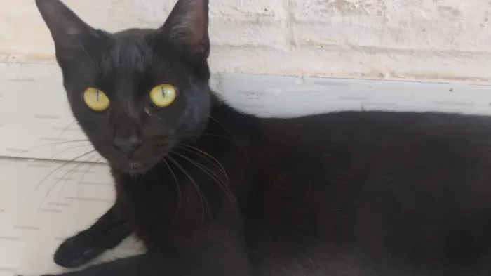 Gato raça SRD-ViraLata idade 7 a 11 meses nome Preta