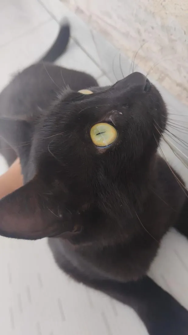 Gato raça SRD-ViraLata idade 7 a 11 meses nome Preta