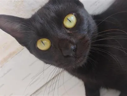 Gato raça SRD-ViraLata idade 7 a 11 meses nome Preta