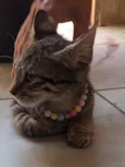 miçanga