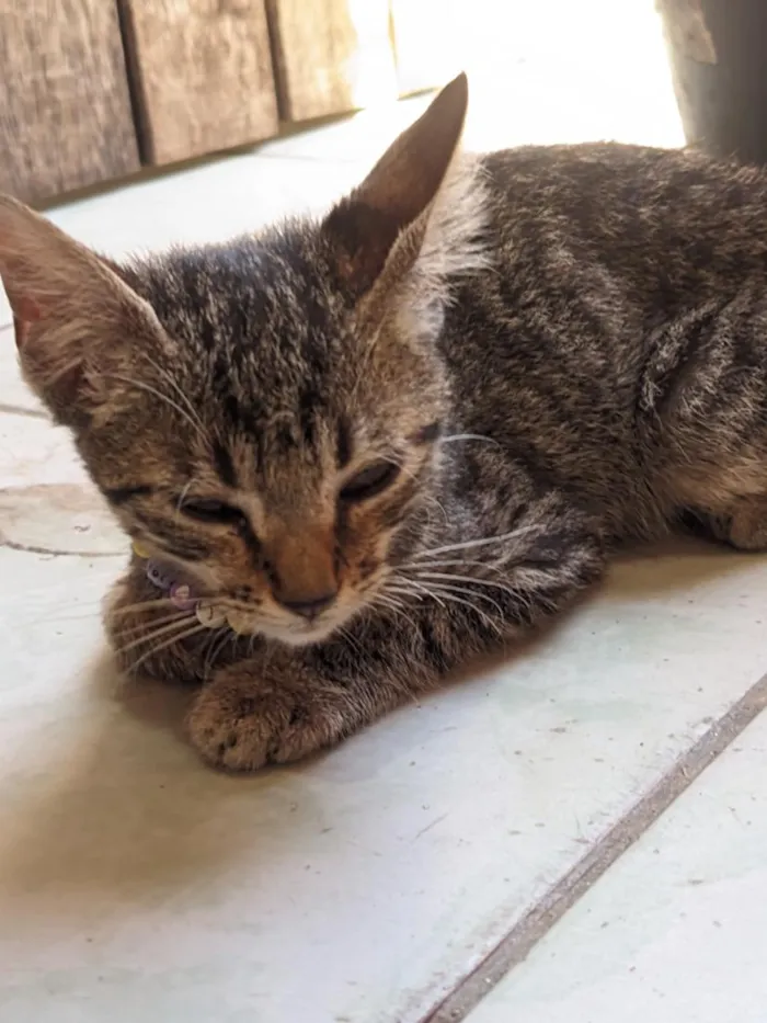 Gato raça SRD-ViraLata idade 2 a 6 meses nome miçanga