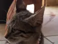 miçanga