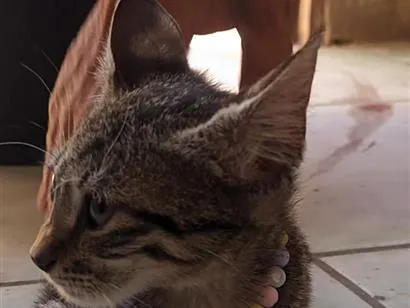 Gato raça SRD-ViraLata idade 2 a 6 meses nome miçanga