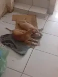 filhotes de galgo