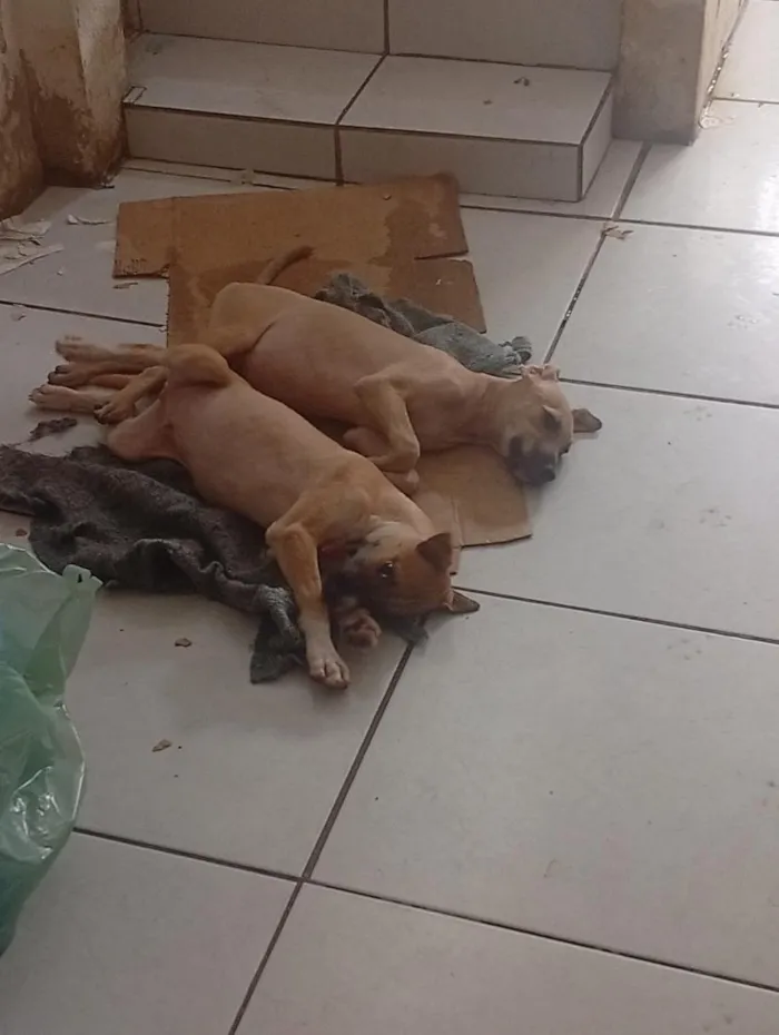 Cachorro raça SRD-ViraLata idade 1 ano nome filhotes de galgo
