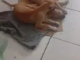 filhotes de galgo
