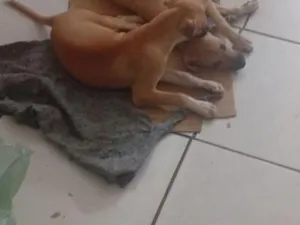 Cachorro raça SRD-ViraLata idade 1 ano nome filhotes de galgo