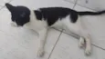 Paixão