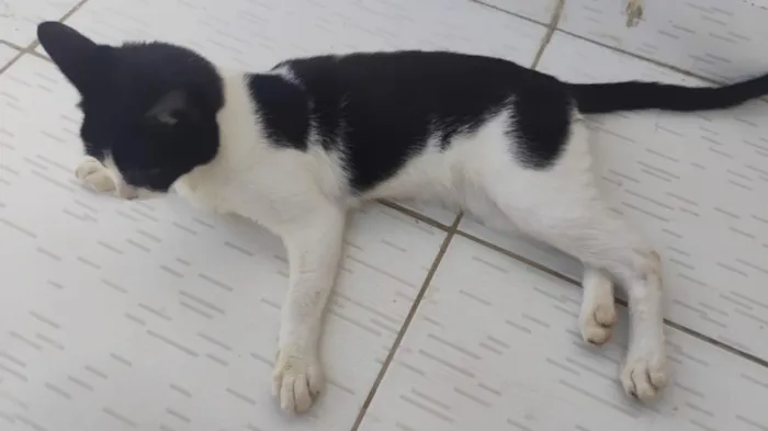Gato raça SRD-ViraLata idade 7 a 11 meses nome Paixão