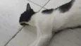 Paixão