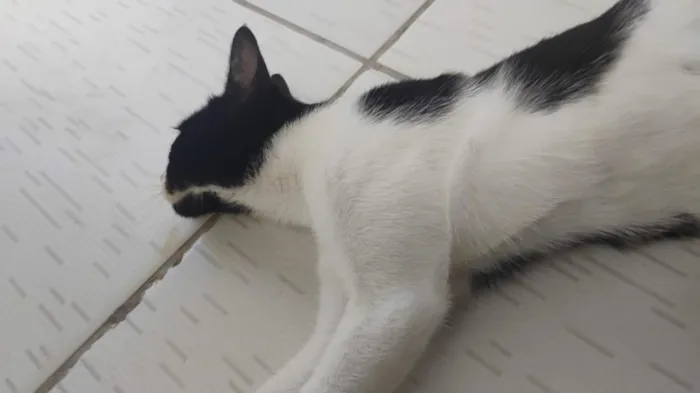 Gato raça SRD-ViraLata idade 7 a 11 meses nome Paixão