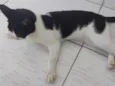 Paixão