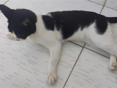 Gato raça SRD-ViraLata idade 7 a 11 meses nome Paixão