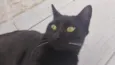 Preto