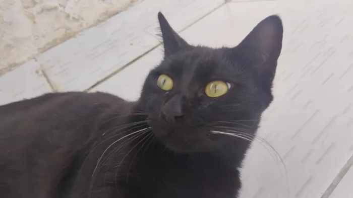 Gato raça SRD-ViraLata idade 7 a 11 meses nome Preto