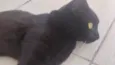 Preto