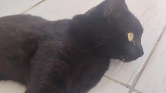 Gato raça SRD-ViraLata idade 7 a 11 meses nome Preto