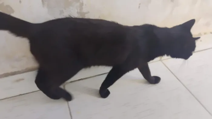Gato raça SRD-ViraLata idade 7 a 11 meses nome Preto