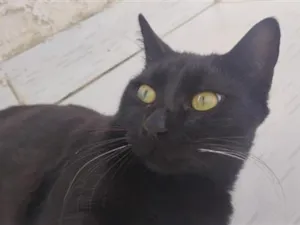 Gato raça SRD-ViraLata idade 7 a 11 meses nome Preto