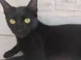 Preta