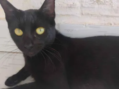 Gato raça SRD-ViraLata idade 7 a 11 meses nome Preta