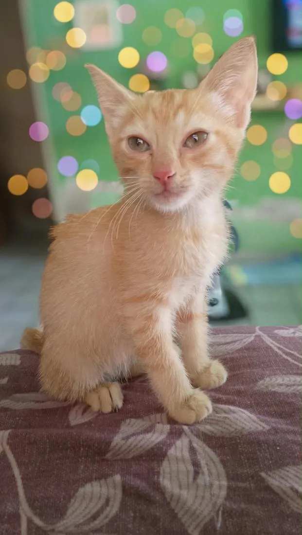 Gato raça SRD-ViraLata idade 2 a 6 meses nome Serafina