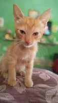 Serafina