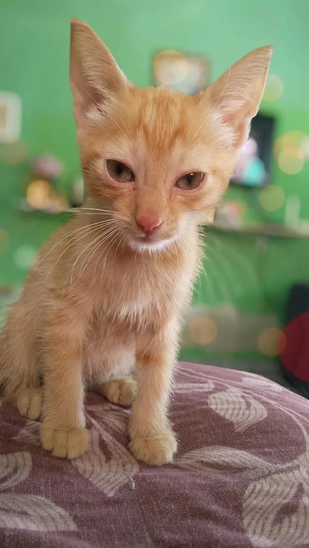 Gato raça SRD-ViraLata idade 2 a 6 meses nome Serafina