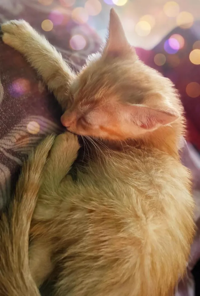 Gato raça SRD-ViraLata idade 2 a 6 meses nome Serafina