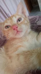 Gato raça SRD-ViraLata idade 2 a 6 meses nome Serafina
