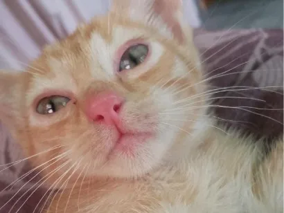 Gato raça SRD-ViraLata idade 2 a 6 meses nome Serafina