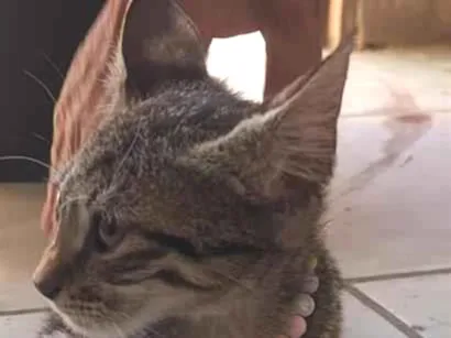 Gato raça SRD-ViraLata idade 2 a 6 meses nome miçanga
