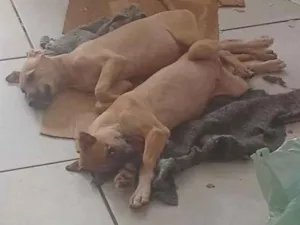 Cachorro raça SRD-ViraLata idade 1 ano nome filhotes de galgo