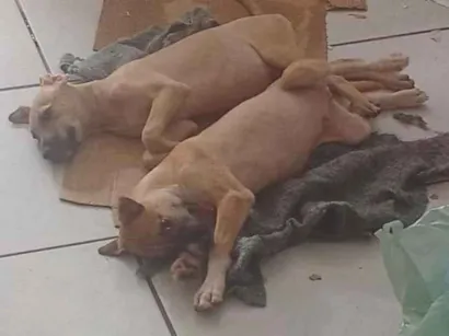 Cachorro raça SRD-ViraLata idade 1 ano nome filhotes de galgo