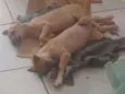 filhotes de galgo