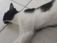 Paixão