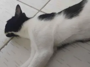 Gato raça SRD-ViraLata idade 7 a 11 meses nome Paixão