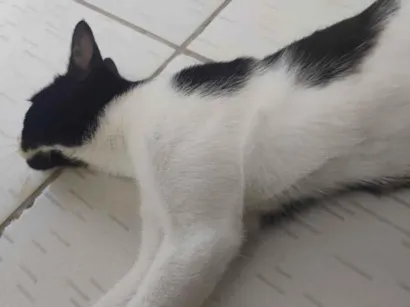 Gato raça SRD-ViraLata idade 7 a 11 meses nome Paixão