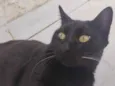 Preto
